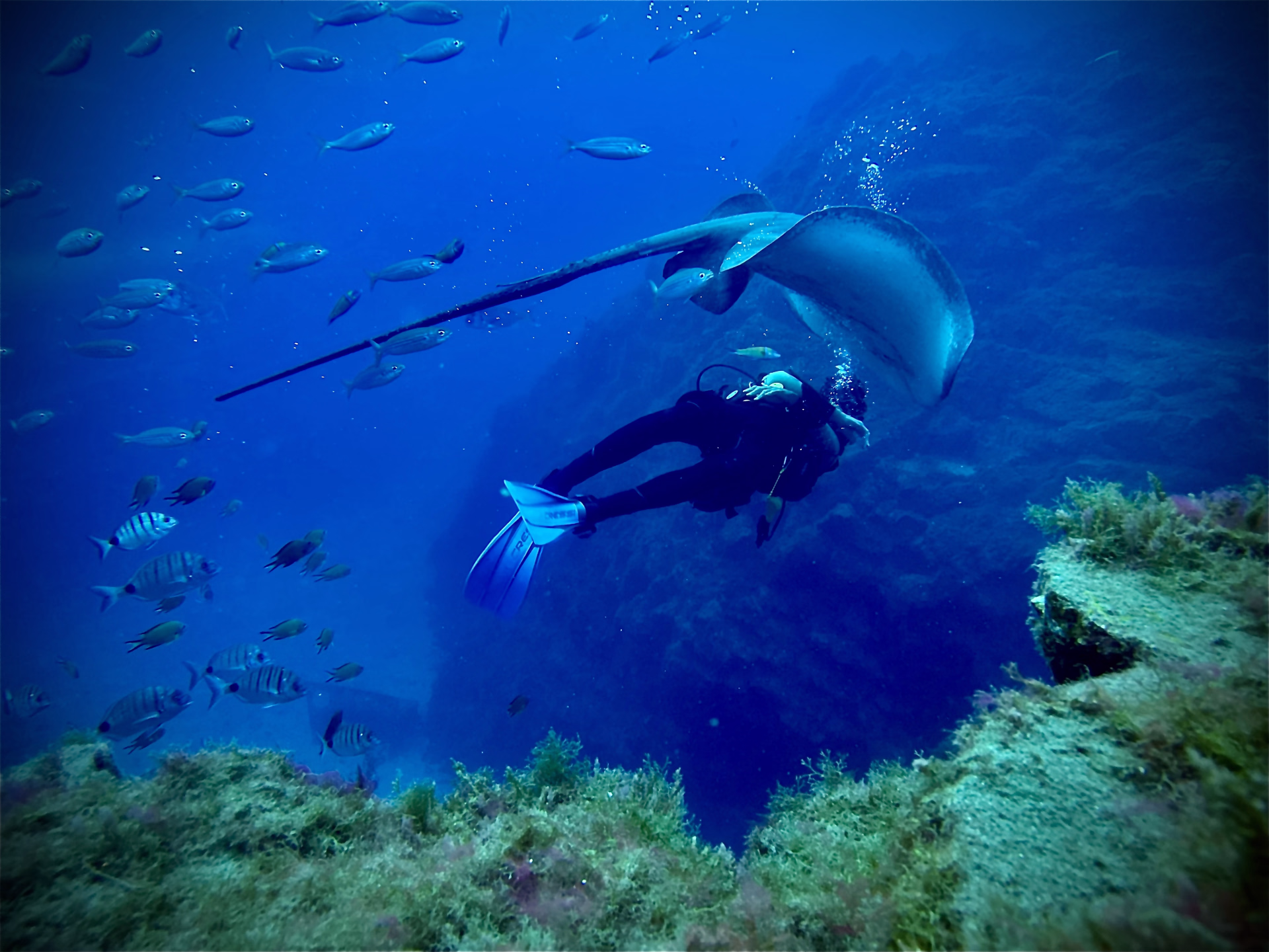 Une semaine d'exploration sous-marine à Tenerife