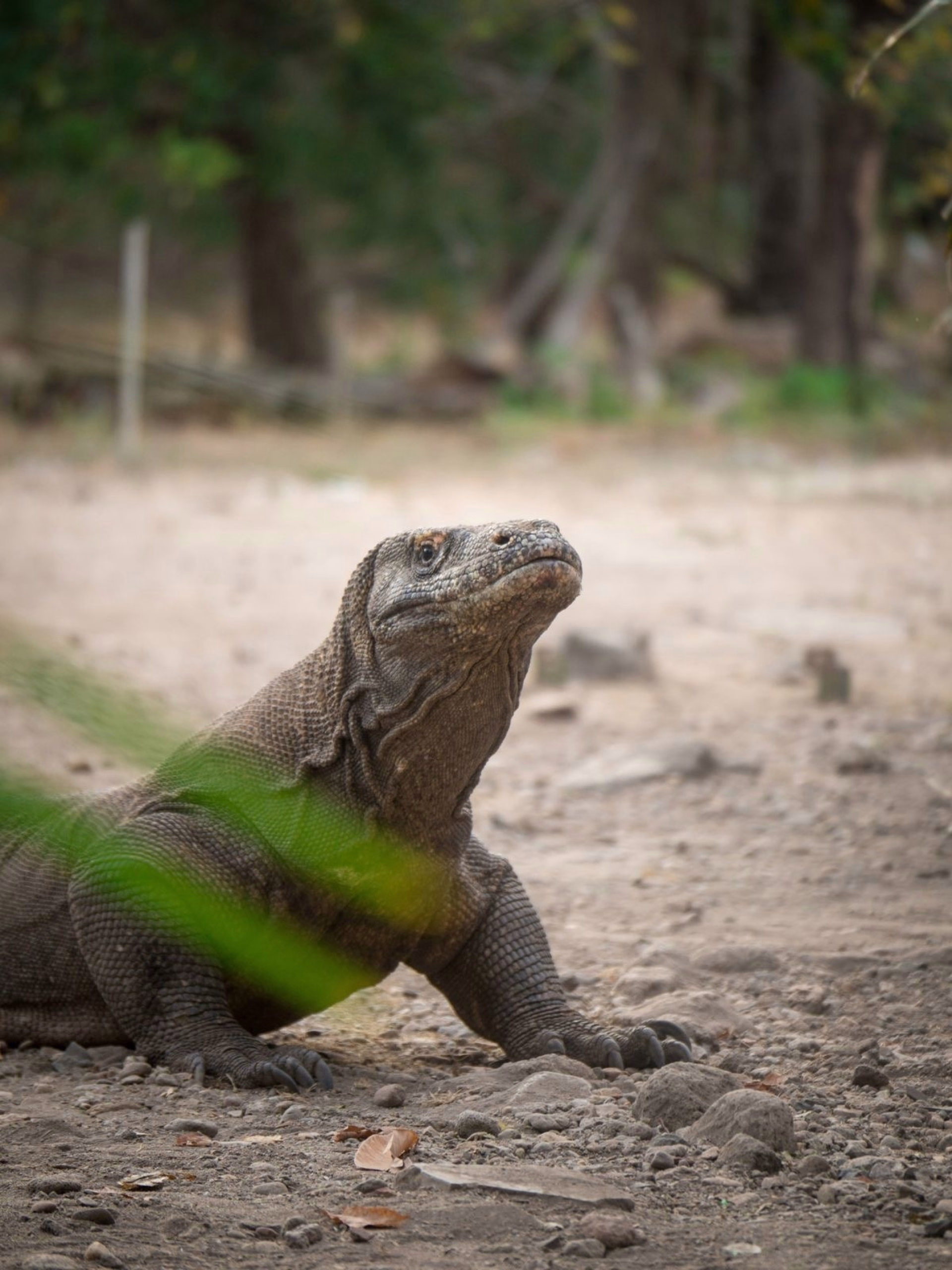 Croisière plongée à Komodo pour un séjour inoubliable