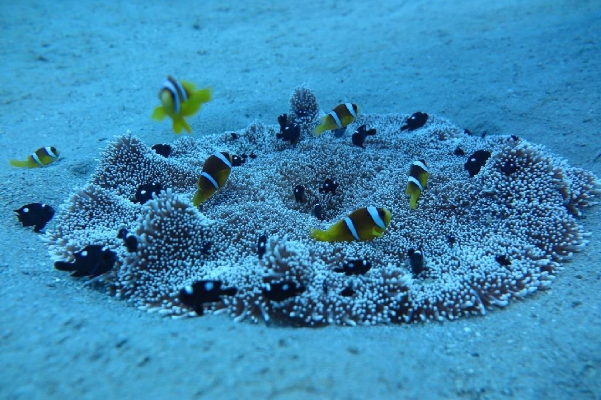 Découvrez la plongée dans les récifs de Marsa Mubarak avec un baptême