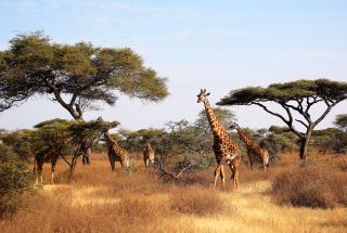 Quand Partir en Tanzanie : Guide du Voyage Inoubliable