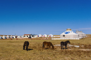 cheveau en mongolie