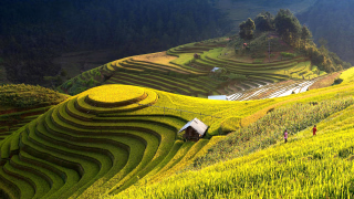 Paysage des rizières au Vietnam