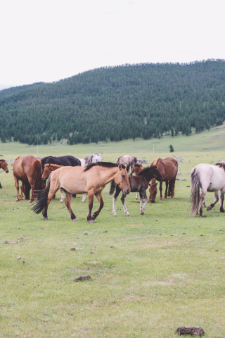Randonnée équestre à cheval en Mongolie