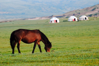 Découvrez nos séjours randonnée équestre en Mongolie