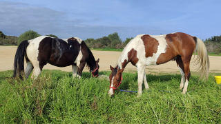 Photo de chevaux pendant une randonnée équestre