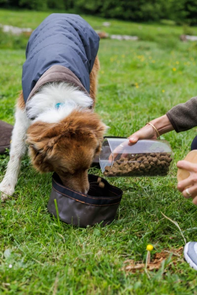 Séjour nature avec votre compagnon à quatre pattes