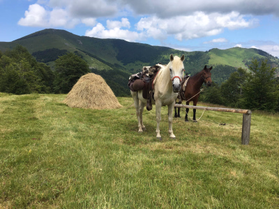 Nos randonnées équestres au Monténégro