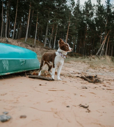 séjour canoë avec son chien