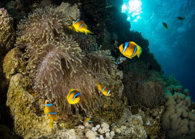 Juste sous la surface, les poissons clowns jouent dans leurs anémones