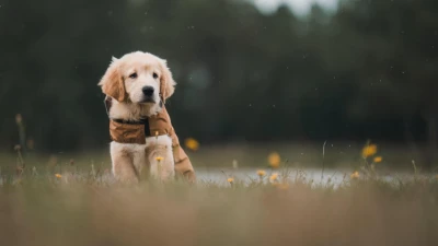 séjour cani sport