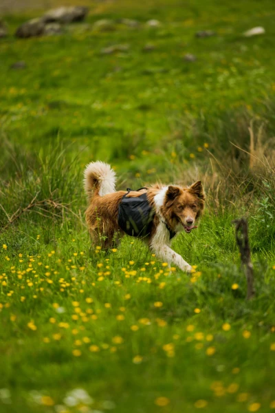 séjour cani-cross