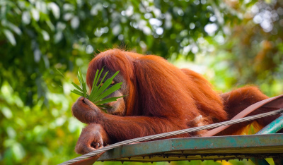 Éveillez l’aventurier en vous avec un voyage sportif à Sumatra