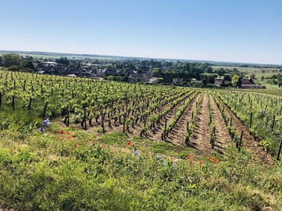 Vignoble en Bourgogne Sud