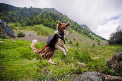 randonnée avec son chien
