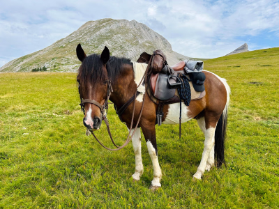 Randonnée équestre dans le Massif du Vercors