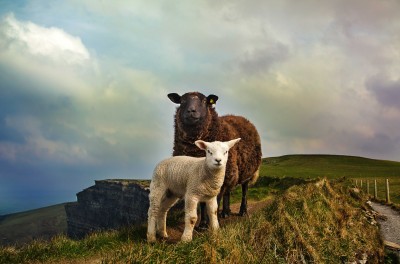 Moutons, falaise, Burren