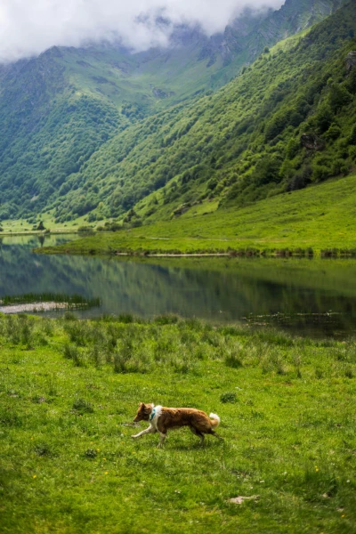 Séjour nature avec votre compagnon à quatre pattes