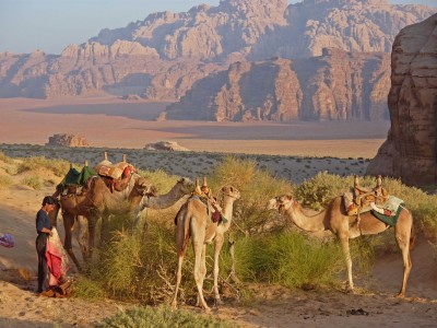 chameaux désert wadi rum