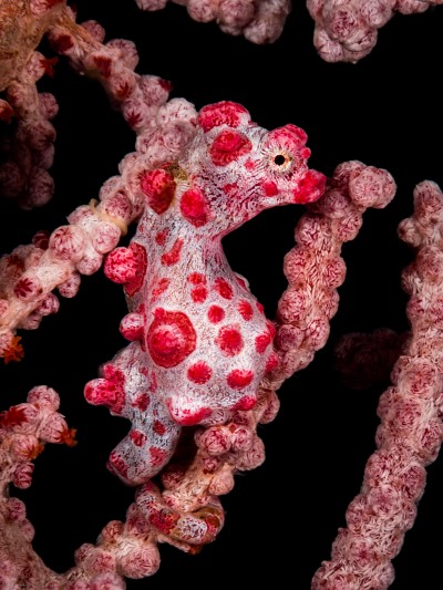 Graal du photographe et mascotte des plongées indonésiennes : l'hippocampe pygmée