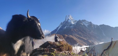 Trek des Annapurnas : vue sur le Machapuchare
