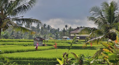 Ciel d'orage sur les rizières de Bali