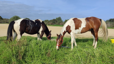 Randonnée équestre autour de Bastia