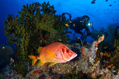Près des coraux verts, le poisson soldat monte la garde
