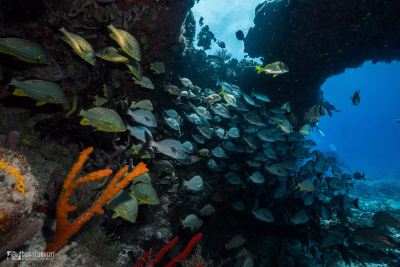 Nos voyages de plongée en Amérique, ainsi que nos stages pour les débutants