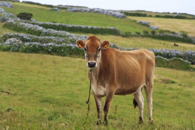 Vache sur l'île de Faial
