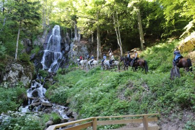 Randonnée à cheval dans les forêts alsaciennes
