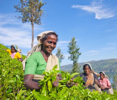 Femmes cueilleuses de thé au Sri Lanka