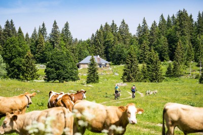 VTT Jura Franche-Comté vaches