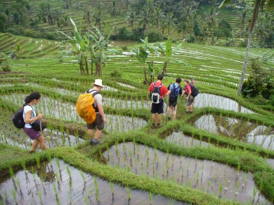 Randonnée dans les rizières vers jatiluwih, Bali
