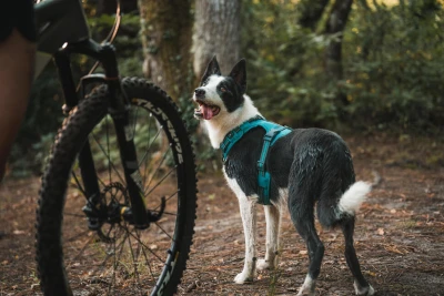 séjour multiactivité chien