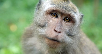 Portrait de singe, les yeux dans les yeux