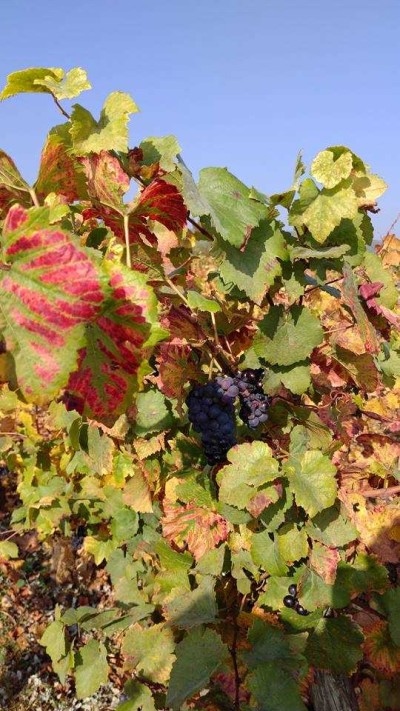 Vigne Bourgogne sud