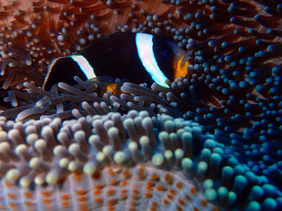 Nos séjours de plongée à l'Ile Maurice