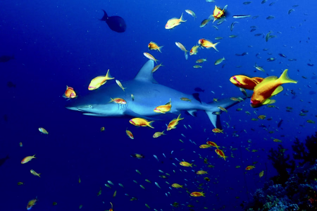 Plonger avec Decathlon à la découverte des requins !