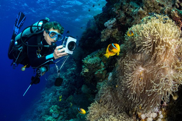 Plongeur photographiant les poissons-clowns en Mer Rouge