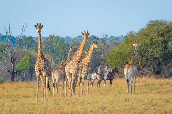 Observation des girafe en Afrique du Sud