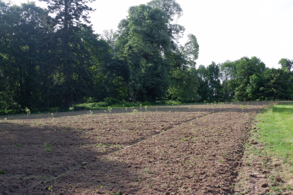 Bois de la Ménaudière