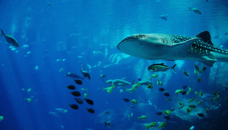 Le monde incroyable de la plongée sous-marine
