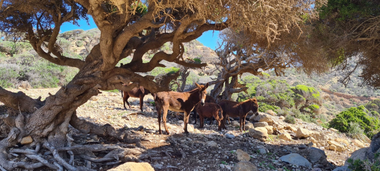 Nos trek à Essaouira