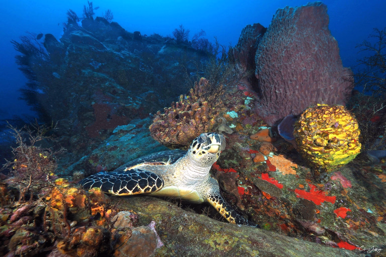 Snorkeling avec les tortues © Snorkeling avec les tortues