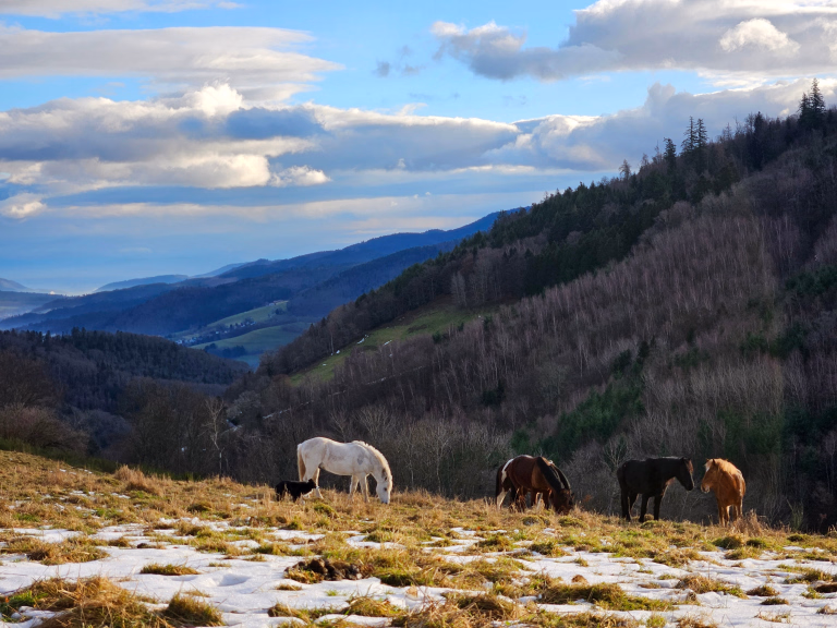 Randonnée équestre dans le Grand Est