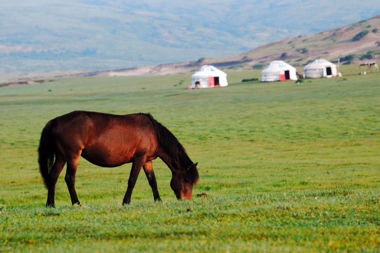 Découvrez nos séjours randonnée équestre en Mongolie