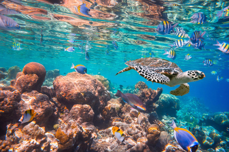 Partez en randonnée palmée avec nos séjours snorkeling aux Maldives