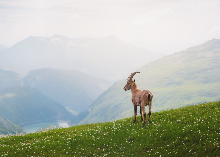 Tour du Mont-Blanc en 11 jours