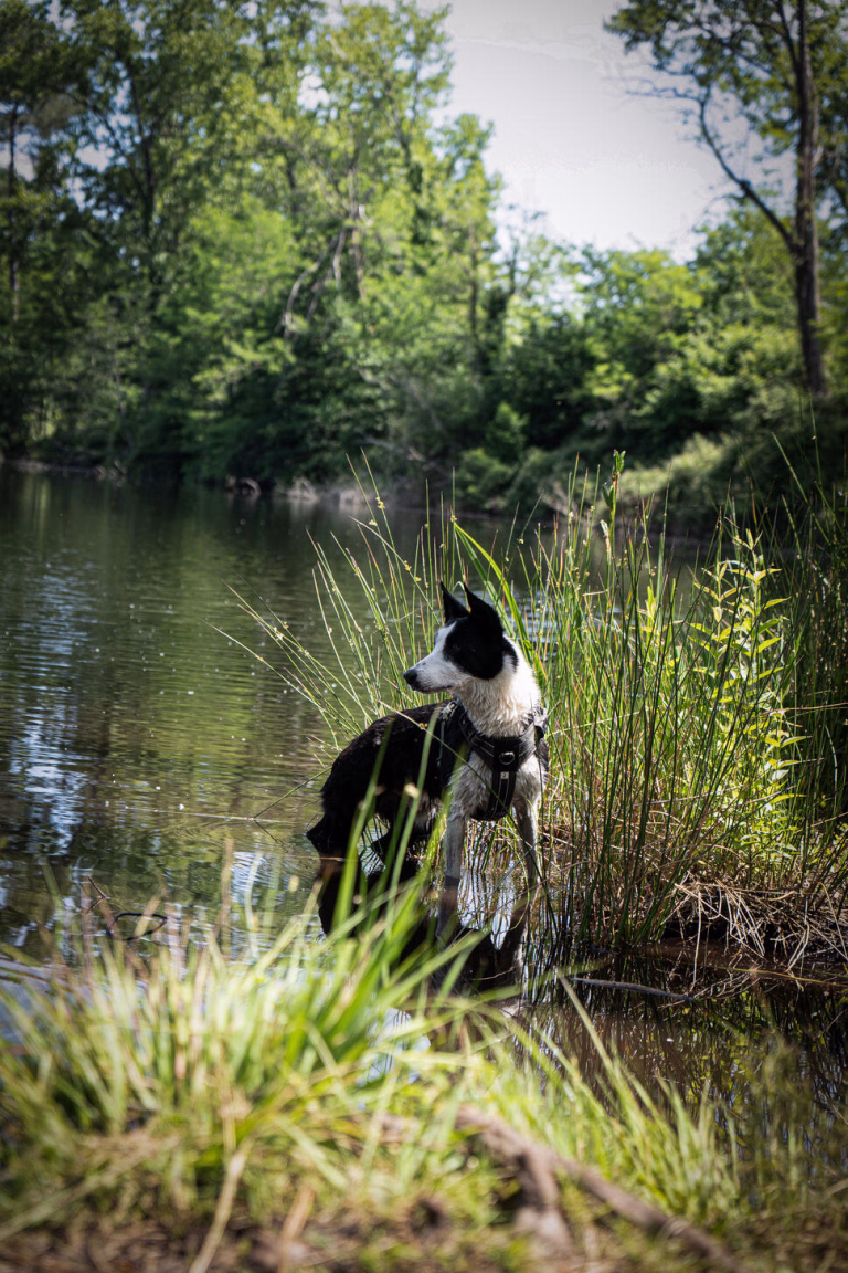 Vacance en canoë-kayak avec son chien”