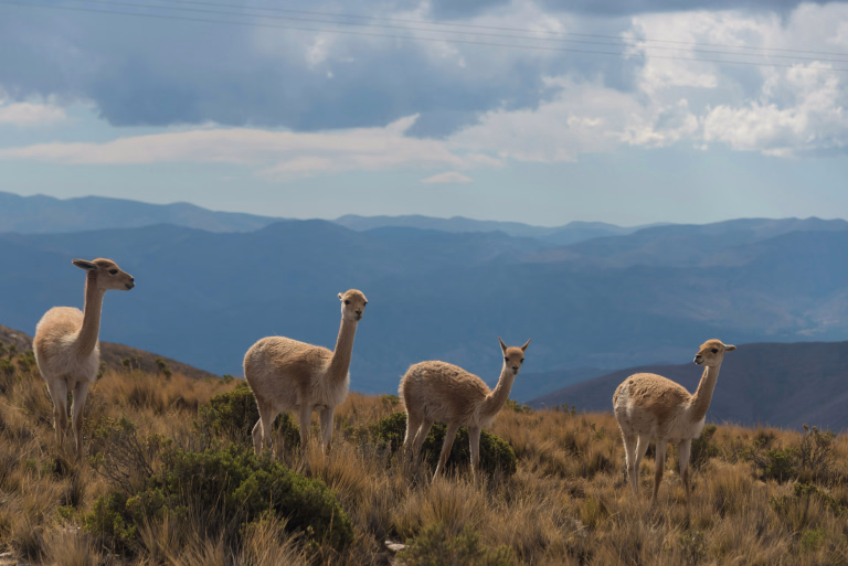 Découvrez nos séjours sportifs en Argentine